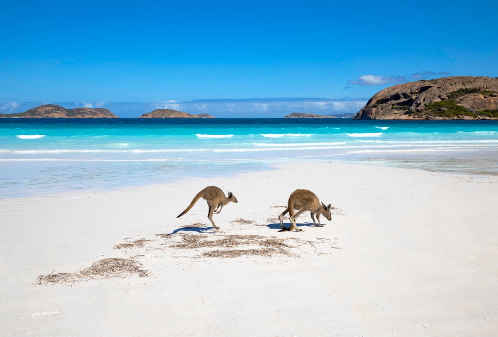 Australian Kangaroo family on white sand beach in Australia